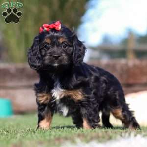Lila, Cavapoo Puppy